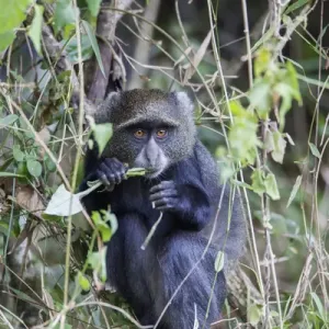 Blue Monkey in Vines Print, Arusha National Park, Tanzania Blue Monkey in Vines Print, Arusha National Park, Tanzania