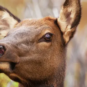 Rocky Mountain National Park Elk Print Rocky Mountain National Park Elk Print