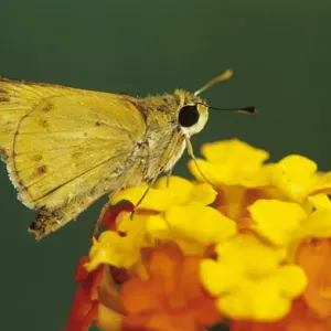 Feuerflosser, Hylephila phyleus, Weibchen auf Texanischer Kaktushecke (Lantana urticoides), Willacy Feuerflosser, Hylephila phyleus, Weibchen auf Texanischer Kaktushecke (Lantana urticoides), Willacy