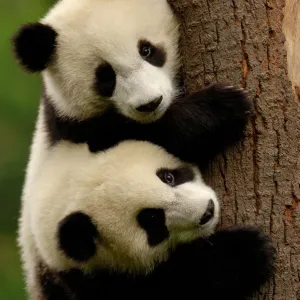 Giant Panda Babies Print Giant Panda Babies Print