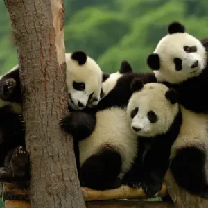 Giant Panda Babies Print Giant Panda Babies Print