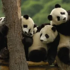 Giant Panda Babies China Print Giant Panda Babies China Print