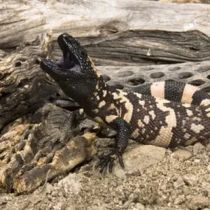 Gila Monster Print: Venomous Bite, SW USA Gila Monster Print: Venomous Bite, SW USA