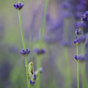Grasshopper with Lavender Print Grasshopper with Lavender Print