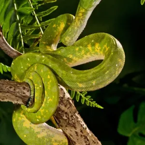 Green Tree Python Print, New Guinea Rain Forest Habitat Green Tree Python Print, New Guinea Rain Forest Habitat