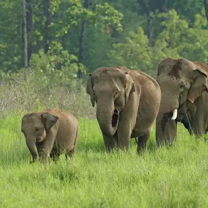 Elefante indio Elefante indio