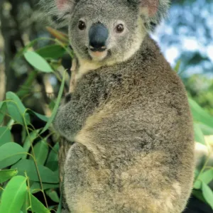 Koala Print: South Australian Endangered Species Koala Print: South Australian Endangered Species