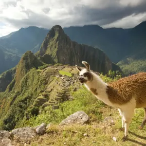 Llama Print Over Machu Picchu Ruins Llama Print Over Machu Picchu Ruins