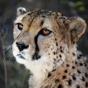 Namibia, cerca de un tigre león común (cheetah) Namibia, cerca de un tigre león común (cheetah)