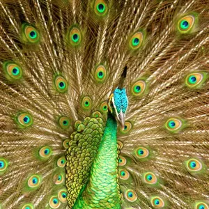 Pavo exhibiendo Pavo exhibiendo