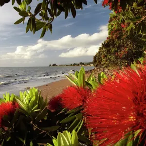 Pohutukawa Tree in Bloom Print, Thornton Bay