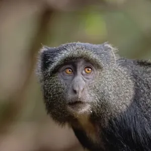 Sykes Monkey Print, Lake Manyara National Park, Tanzania Sykes Monkey Print, Lake Manyara National Park, Tanzania