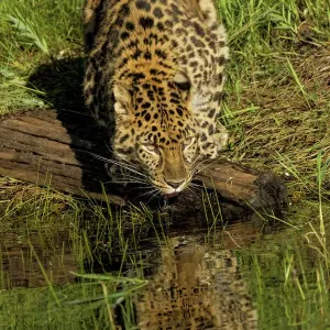 Leopard de l'Amour et réflexion pendant le repas, Panthera pardus orientalis, Captif