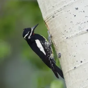 Williamsons Sapsucker Print, Adult Male at Aspen Nesting Cavity