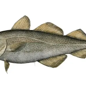 Atlantic Codfish Print, Hand-colored Woodcut Atlantic Codfish Print, Hand-colored Woodcut