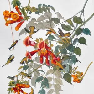 AUDUBON Print: Ruby-throated Hummingbird, 1827-1838 AUDUBON Print: Ruby-throated Hummingbird, 1827-1838