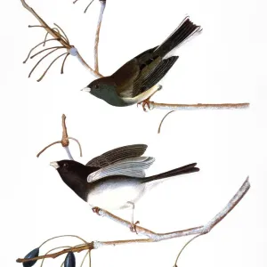 AUDUBON Print: Northern Junco, 1827 AUDUBON Print: Northern Junco, 1827