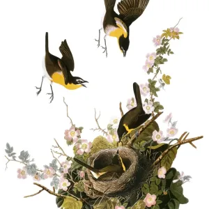 Yellow-breasted Chat Print, 1827-38 Yellow-breasted Chat Print, 1827-38
