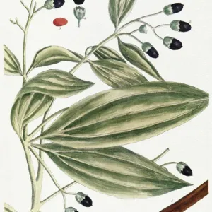 MALABAR ZIMTBOHM, 1735. Die Malabare oder javanische Zimt-Pflanze. Linolithe-Druck von Elizabeth Blackwell aus ihrem Buch "A Curious Herbal", veröffentlicht zu London im Jahr 1735 MALABAR ZIMTBOHM, 1735. Die Malabare oder javanische Zimt-Pflanze. Linolithe-Druck von Elizabeth Blackwell aus ihrem Buch "A Curious Herbal", veröffentlicht zu London im Jahr 1735