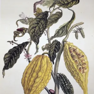 Cocoa Tree Print, Line Engraving Cocoa Tree Print, Line Engraving