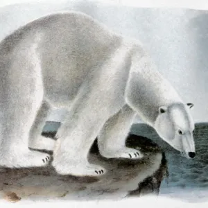 Polar Bear Lithograph Print, 1846 Polar Bear Lithograph Print, 1846