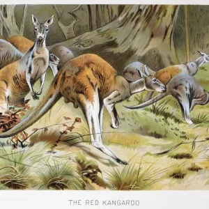 Red Kangaroo Print, Lithograph Red Kangaroo Print, Lithograph
