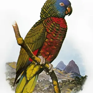 ST LUCIA AMAZON PARROT Print ST LUCIA AMAZON PARROT Print