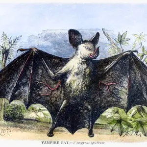 Vampire Bat Print - 19th Century Wood Engraving Vampire Bat Print - 19th Century Wood Engraving