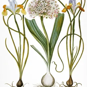 Variegated Spanish iris, wild leek and variegated Spanish iris print Variegated Spanish iris, wild leek and variegated Spanish iris print
