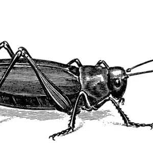 Grasshopper Line Engraving Print Grasshopper Line Engraving Print