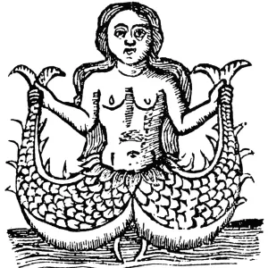 Merkwesen (Mermaid), um 1520 Eine zweihäusige Meerfrau Holzschnitt Spanisch um 1520 Merkwesen (Mermaid), um 1520 Eine zweihäusige Meerfrau Holzschnitt Spanisch um 1520