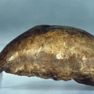 Print of Java Man Skull Lateral View Print of Java Man Skull Lateral View