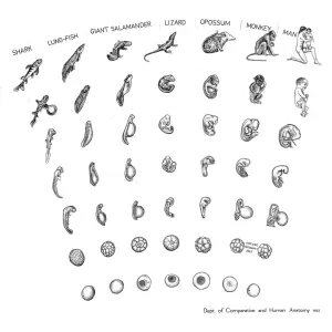 Print of Comparative Embryology Chart, 1932