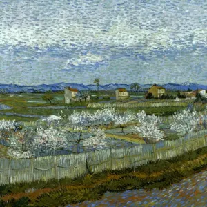 Vincent Van Gogh's Peach Tree Print, 1889 Vincent Van Gogh's Peach Tree Print, 1889