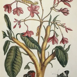 Red Jasmine Print: Line Engraving of a Flower Red Jasmine Print: Line Engraving of a Flower