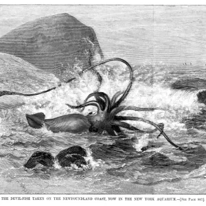 Giant Squid Wood Print, 1877 Giant Squid Wood Print, 1877