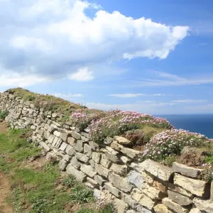 Print of The Bedruthan Steps on a Spring Day with Thrift in Bloom Print of The Bedruthan Steps on a Spring Day with Thrift in Bloom