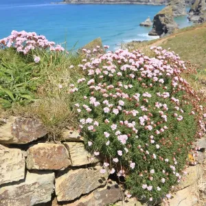 The Bedruthan Steps Print: A Spring Day with Thrift in Bloom The Bedruthan Steps Print: A Spring Day with Thrift in Bloom