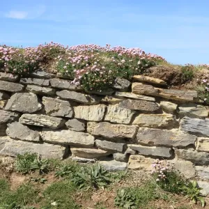 Print of The Bedruthan Steps, a Cornish coastal scene with Thrift in bloom Print of The Bedruthan Steps, a Cornish coastal scene with Thrift in bloom