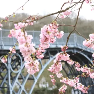 Ironbridge Blossom Print: Tree beside the Iron Bridge over River Severn Ironbridge Blossom Print: Tree beside the Iron Bridge over River Severn