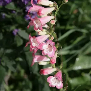 Cotswold Cottage Garden Penstemon Print Cotswold Cottage Garden Penstemon Print
