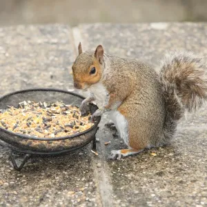 Squirrel Print from Garden Cottage Looe
