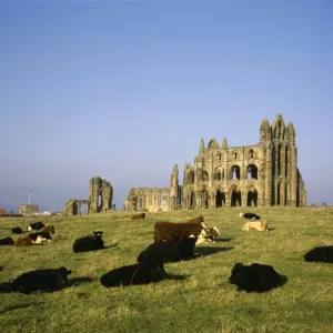 Whitby Abbey Print - Winter Afternoon Scene