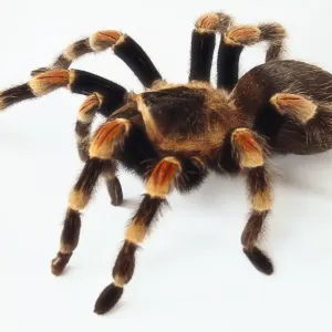 Red Kneed Tarantula Print (Side View) Red Kneed Tarantula Print (Side View)