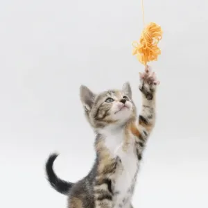 A kitten reaching up at some wool Print A kitten reaching up at some wool Print