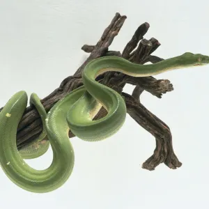 Green Tree Python Print Green Tree Python Print