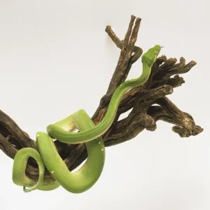 Green Tree Python Print Green Tree Python Print