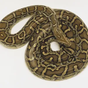 Burmese Python Print - Coiled Snake Image