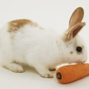 Weißer Hase oder Oryktologus Cuniculus isst Karotten in Seitenansicht Weißer Hase oder Oryktologus Cuniculus isst Karotten in Seitenansicht
