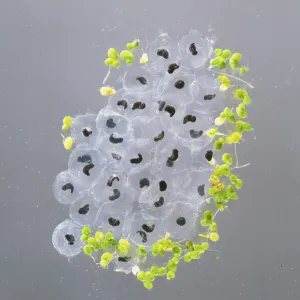Frog Spawn Print, Close-up Studio Shot Frog Spawn Print, Close-up Studio Shot